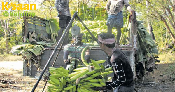 केरल में केले के दाम गिर रहे हैं, किसानों ने की शिकायत केरल में केले के दाम गिर रहे हैं, किसानों ने की शिकायत